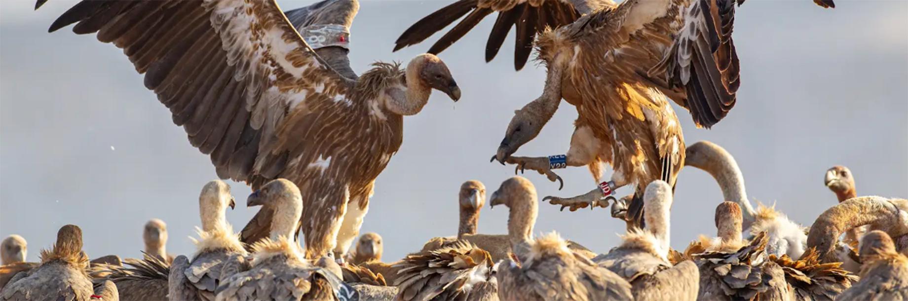 חוקרים פיתחו אלגוריתם חדשני שהופך את הנשרים עצמם למערכת התרעה חכמה ומונע אירועי הרעלה המוניים