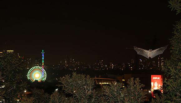 עטלף תל אביבי בפעולה. צילום: שטפן גרייף עטלף תל אביבי בפעולה. צילום: שטפן גרייף