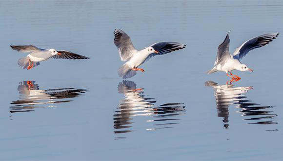איכות הסביבה - היום שאחרי הסגר: פאנל מקוון איכות הסביבה - היום שאחרי הסגר: פאנל מקוון