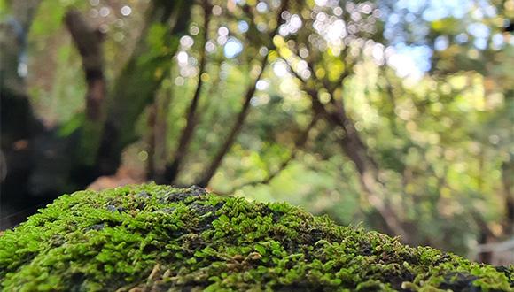האבולוציה הגנטית המפתיעה של הצמחים הקדומים