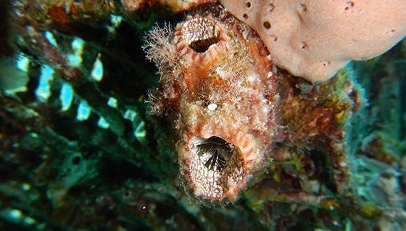 אצטלן מהמין Polycarpa mytiligera (צילום: טל זקין)